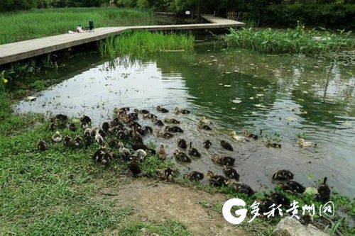 貴陽市城市綠化服務中心多措并舉，打響福壽螺防治戰
