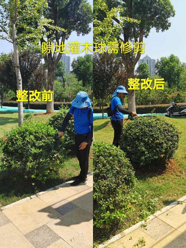 助力文明城市創建，園林綠化不停步——城市綠化管理新篇章