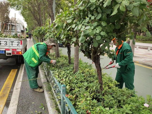 蓮湖城管在行動 修剪綠化樹木，美化城市環境