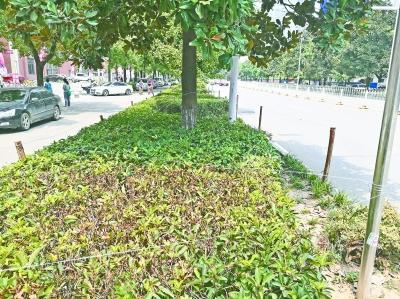綠化帶拉起鐵絲網引路人擔憂 城市綠化管理需平衡安全與溫情
